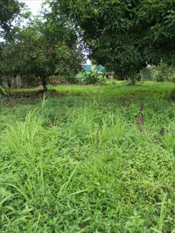 SE VENDE BELLA Y ÚTIL PROPIEDAD EN UPALA.  en Upala, Alajuela — ₡ 50 000 000