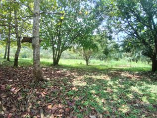 QUINTA EN OROTINA A LA VENTA en Orotina, Alajuela — 110 000 000 ₡ - Foto 5 de 7