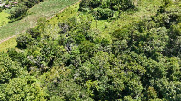 SE VENDE FINCA DE TIERRA FERTIL EN GENERAL VIEJO,PÉREZ Z. en San Isidro De El General, Pérez Zeledón, San José — $340,000