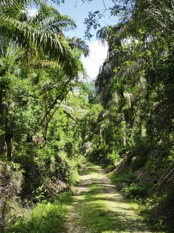 DE OPORTUNIDAD SE VENDE PRECIOSA FINCA EN CIUDAD NEILY, PUNTARENAS. en La Cuesta, Corredores, Puntarenas — ₡ 20 000 000 - Foto 3 de 3