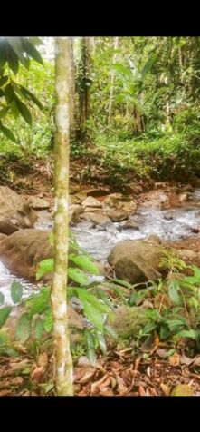 1.4 hectares finca de mamon chino en Cajon en Cajón, Pérez Zeledón, San José — $139,999
