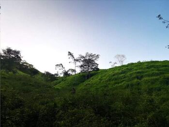 VENTA DE FINCA, PUNTARENAS, MONTAÑA GRANDE, LEPANTO in Lepanto, Puntarenas — $210,000 - Photo 5 of 11