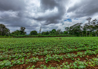 Se Vende Finca en SonaFluca, Fortuna de San Carlos en La Fortuna, San Carlos, Alajuela — 50 000 000 ₡ - Foto 3 de 16