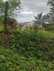 Finca en Venta San Lorenzo, San Ramón, Alajuela