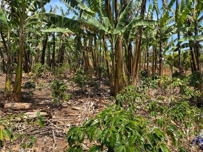 VENTA DE LOTE, ALAJUELA, NARANJO, SAN JUAN en San Juan, Naranjo, Alajuela — ₡ 23 500 000
