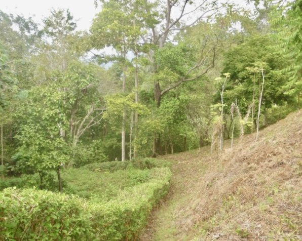 Venta de finca en Puntarenas - Uvita, Bahía Ballena in Bahía Ballena, Osa, Puntarenas — $760,000 - Photo 2 of 19