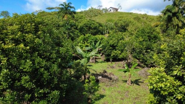 FINCA PRODUCTIVA DE MAMÓN CHINO EN VENTA – SAN PEDRO DE SANTIAGO, PÉREZ ZELEDÓN in San Pedro, Pérez Zeledón, San José — $300,000