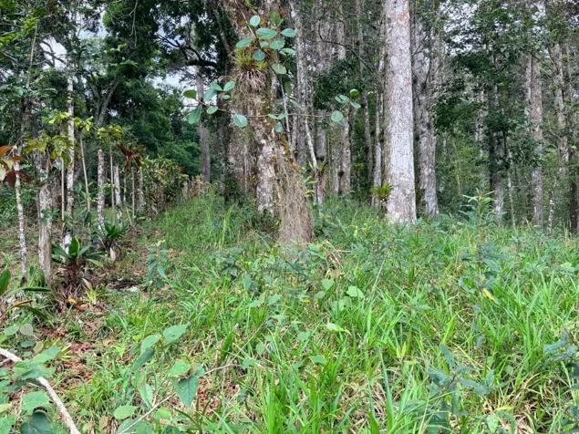 Sale farm in Cartago, Lourdes, 5 ha, with wood in Aguacaliente, Cartago — ₡ 300 000 000 - Photo 3 of 17