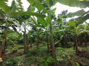 Venta o alquiler finca 7152m2  en Cahuita, Talamanca, Limón — 87 000 000 ₡ - Foto 5 de 6