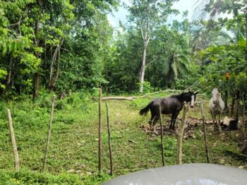 Finca con sembradío de árbol de teka en Palmar, Osa, Puntarenas — $200,000 - Foto 4 de 6