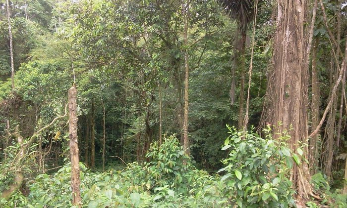 Se vende lote con bosque en zona de desarrollo turístico y senderísmo en Guápiles, Pococí, Limón — ₡ 11 000 000 - Foto 2 de 12