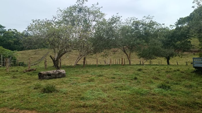 SE VENDE ÚTIL FINCA EN CUTRIS DE SAN CARLOS. en Cutris, San Carlos, Alajuela — ₡ 205 000 000 - Foto 2 de 5