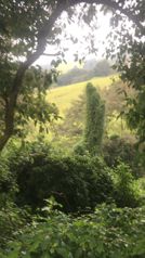Las Pavas farm, Llano Grande de Cartago in Llano Grande, Cartago — 250 000 000 ₡ - Photo 5 of 9