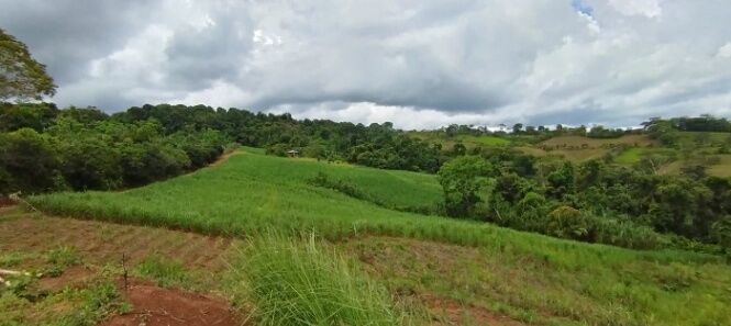 SE VENDE FINCA DE TIERRA FERTIL EN GENERAL VIEJO,PÉREZ Z. en San Isidro De El General, Pérez Zeledón, San José — $340,000