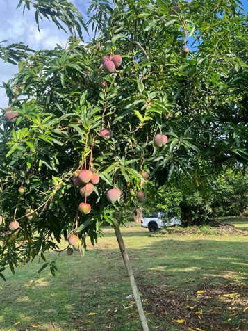 Paraiso de las Frutas, Orotina. en Orotina, Alajuela — ₡ 288 000 000 - Foto 3 de 24