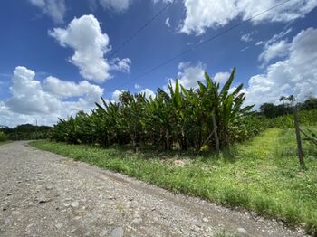 Venta de finca con abaca en Rita, Pococí, Limón — 60 000 000 ₡ - Foto 5 de 23