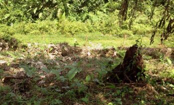 Se vende finca con bosque en zona turística proyecto privado a  en Guápiles, Pococí, Limón — 11 000 000 ₡ - Foto 4 de 13