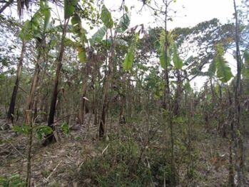 Se vende lote de 6,800m2 en San Luis de Santo Domingo 23-3201 in Santo Domingo, Heredia — 360 000 000 ₡ - Photo 4 of 16