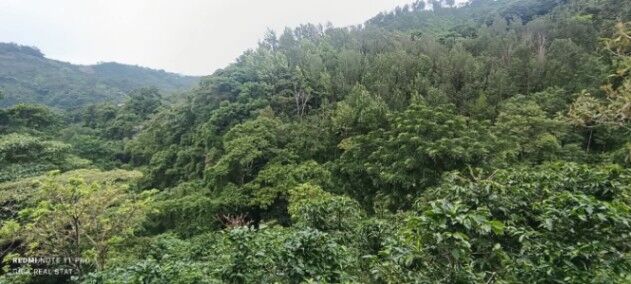 SE VENDE FINCA CAFETALERA EN JERICÓ, DESAMPARADOS.  en Desamparados, San José — $1,300,000