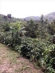 Finca en Venta Corralillo, Cartago, Cartago