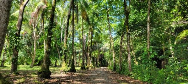 Terreno frente a la playa en Puerto Jiménez, Golfito, Puntarenas — $450,000