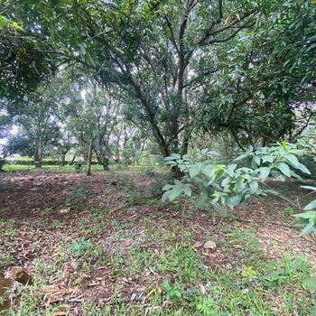 VENTA DE LOTE,  USO MIXTO, ALAJUELA, OROTINA, HACIENDA VIEJA in Hacienda Vieja, Orotina, Alajuela — $275,000 - Photo 4 of 4