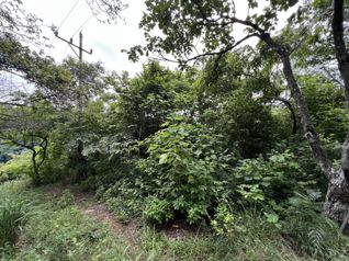 Lote en El Rodeo con Vista Panorámica a Ríos y Montañas en Colón, Mora, San José — 100 000 000 ₡ - Foto 2 de 5