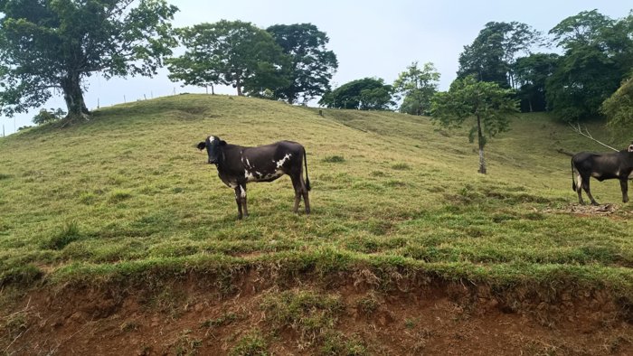 SE VENDE ÚTIL FINCA EN CUTRIS DE SAN CARLOS. en Cutris, San Carlos, Alajuela — ₡ 205 000 000