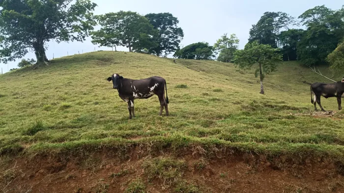 SE VENDE ÚTIL FINCA EN CUTRIS DE SAN CARLOS. en Cutris, San Carlos, Alajuela — ₡ 205 000 000