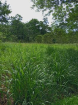 Se Vende finca lechera, con canchera son 28 manzanas.  en La Fortuna, San Carlos, Alajuela — ₡ 168 000 000