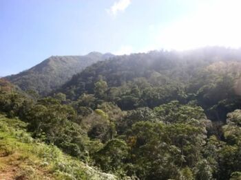 SE VENDEN 95 HECTÁREAS DE BOSQUE PRIMARIO EN PÉREZ ZELEDÓN.  en San Pedro, Pérez Zeledón, San José — $1,200,000 - Foto 5 de 17