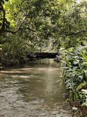 SE VENDE FINCA EN HORQUETAS DE SARAPIQUÍ en Las Horquetas, Sarapiquí, Heredia — 150 000 000 ₡ - Foto 5 de 6