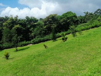 MLS-24-1503 VENTA LOTE TILARAN GUANACASTE in Tilarán, Guanacaste — $125,000 - Photo 4 of 6