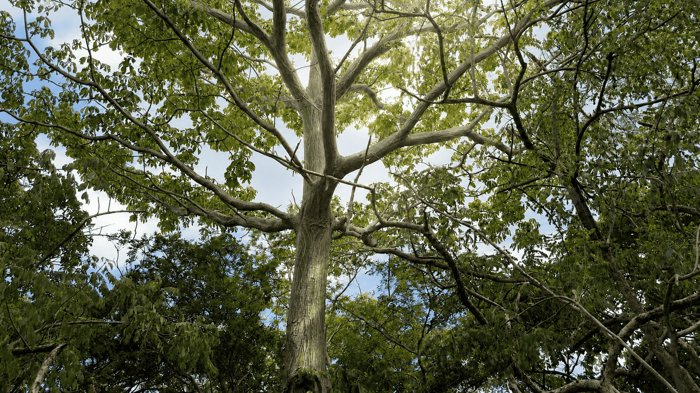 9,3 HECTÁREAS - PENÍNSULA DE PAPAGAYO - AGUA LISTA - ÁRBOLES RAROS en Nacascolo, Liberia, Guanacaste — $1,000,000