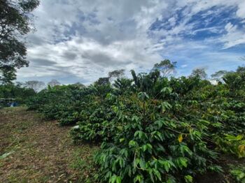 FINCA PRIVADA DE 1.9 HA EN SANTA ELENA – TERRENO APROVECHABLE, BOSQUE Y ENTORNO ESCÉNICO in San Isidro De El General, Pérez Zeledón, San José — $155,000 - Photo 4 of 19