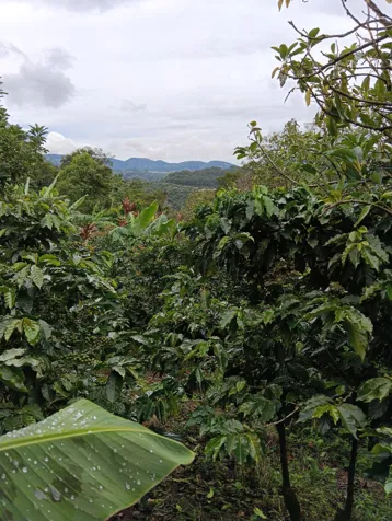 terreno mixto apto para construir con cafè y àrboles frutales. en Corralillo, Cartago — $260,000