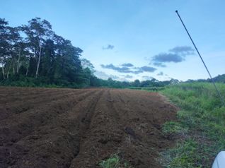 FINCA EN VENTA en Guápiles, Pococí, Limón — 50 000 000 ₡ - Foto 3 de 3