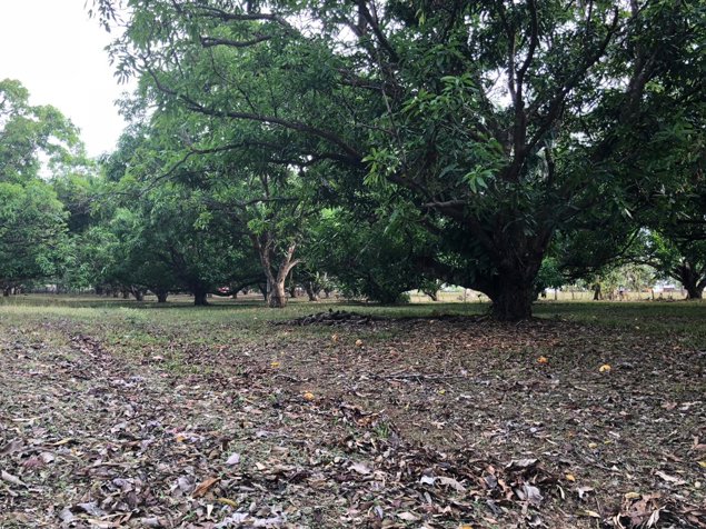 Terreno comercial 2 Ha frente a la Ruta 27 Coyolar en Coyolar, Orotina, Alajuela — $965,000 - Foto 2 de 6