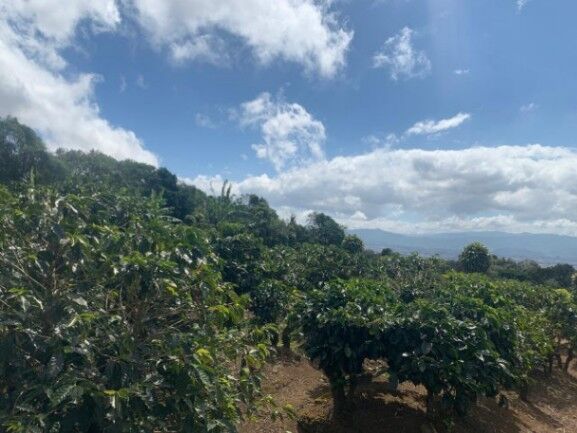 Se vende amplia finca de 18 hectáreas en Concepción Heredia 25-1394 in Concepción, San Rafael, Heredia — $5,770,931