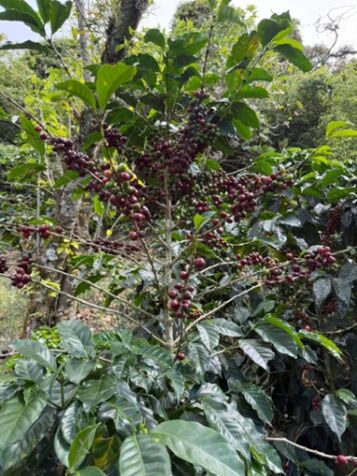 INVERSIÓN CAFETALERA DE ALTO NIVEL CON RESPALDO INTERNACIONAL – JERICÓ, SAN JOSÉ en San Miguel, Desamparados, San José — $1,050,000