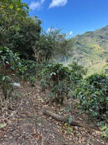 SE VENDE FINCA DE CAFÉ DE ALTURA.  en Desamparados, San José — $1,050,000
