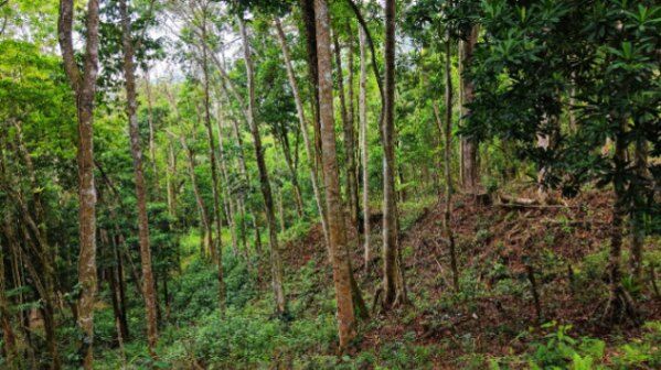 SE VENDE TERRENO LISTO PARA CONSTRUIR CON NACIENTE PROPIA Y CLIMA PERFECTO en Rivas, Pérez Zeledón, San José — $189,000