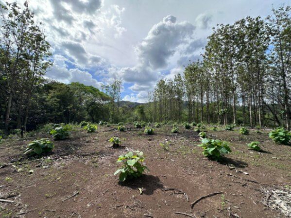 Venta de Lote en Nicoya, Guanacaste. RAH 25-1990 in Nicoya, Guanacaste — $60,000