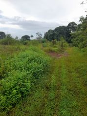 Finca en Venta en Upala | 7 Hectáreas Planas Producción de Piña - Foto 2 de 3