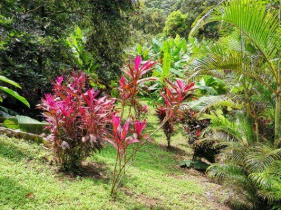 MLS-22-804 VENTA LOTE OSA PUNTARENAS in Bahía Ballena, Osa, Puntarenas — $52,000