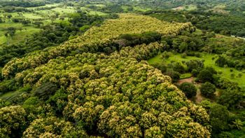 SE VENDE FINCA REFORESTADA EN SANTA RITA OROTINA en Coyolar, Orotina, Alajuela — 200 000 000 ₡ - Foto 4 de 34