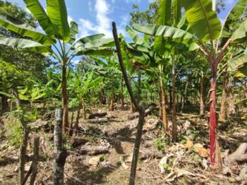 Venta o alquiler finca 7152m2  en Cahuita, Talamanca, Limón — 87 000 000 ₡ - Foto 4 de 6