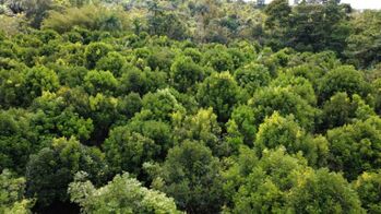 FINCA PRODUCTIVA DE MAMÓN CHINO EN VENTA – SAN PEDRO DE SANTIAGO, PÉREZ ZELEDÓN en San Pedro, Pérez Zeledón, San José — $300,000 - Foto 4 de 21