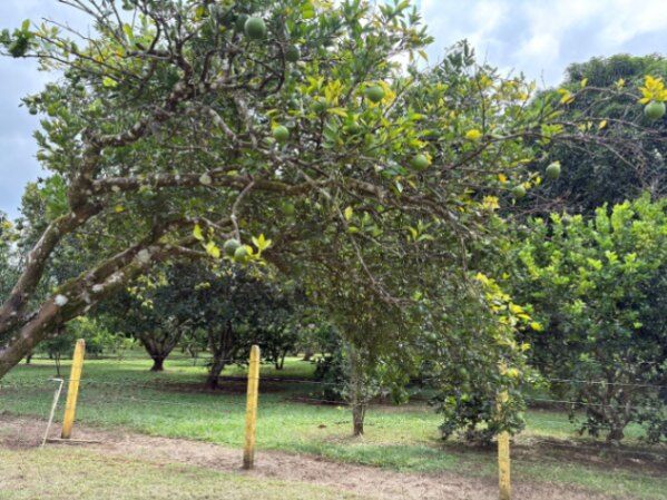 Lote en Venta en Orotina  en Orotina, Alajuela — ₡ 95 020 000 - Foto 2 de 12