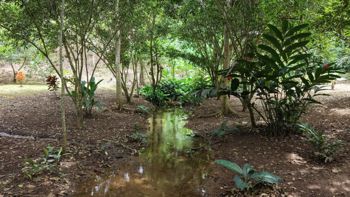 SE VENDE TERRENO LISTO PARA CONSTRUIR CON AGUA PROPIA Y EXCELENTE UBICACION in Daniel Flores, Pérez Zeledón, San José — $82,000 - Photo 4 of 15